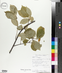 Celastrus scandens image