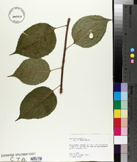 Celastrus scandens image