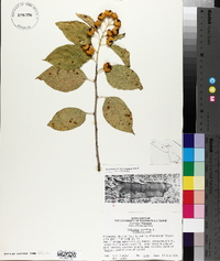 Celastrus scandens image