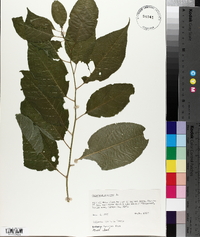 Celastrus scandens image