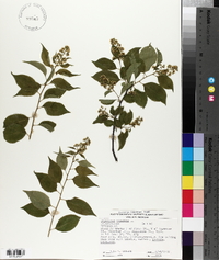 Celastrus scandens image