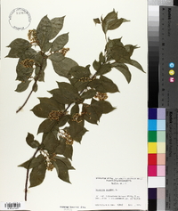 Celastrus scandens image