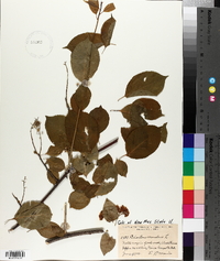 Celastrus scandens image