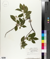 Celastrus scandens image