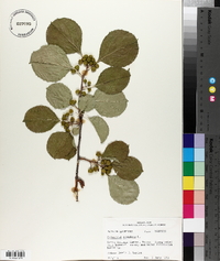 Celastrus scandens image