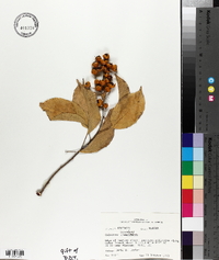 Celastrus scandens image