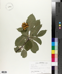 Celastrus scandens image