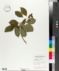 Celastrus scandens image