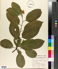 Celastrus scandens image