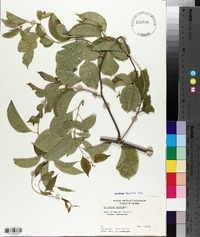 Celastrus scandens image