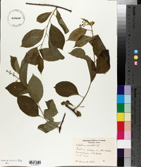 Celastrus scandens image