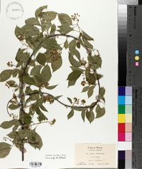 Celastrus scandens image