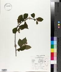 Celastrus scandens image