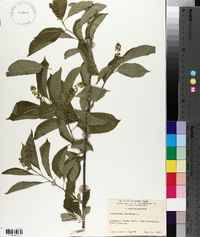 Celastrus scandens image