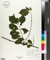 Celastrus scandens image