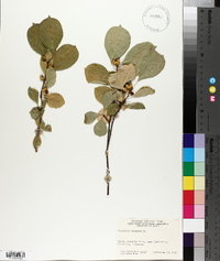 Celastrus scandens image