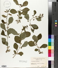 Celastrus scandens image