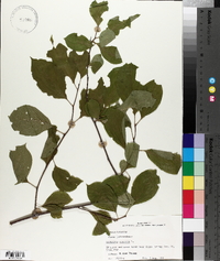 Celastrus scandens image