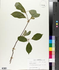 Celastrus scandens image