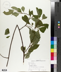 Celastrus scandens image