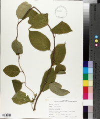 Celastrus scandens image