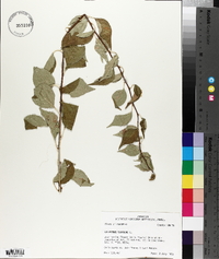 Celastrus scandens image