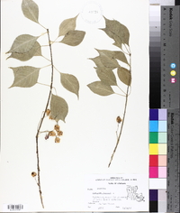 Euonymus japonicus image