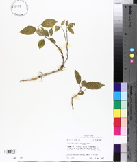 Euonymus atropurpureus image