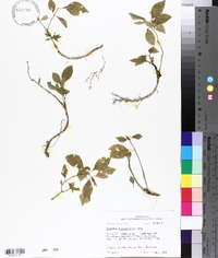 Euonymus atropurpureus image