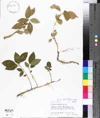 Euonymus atropurpureus image