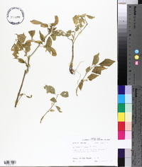 Euonymus atropurpureus image