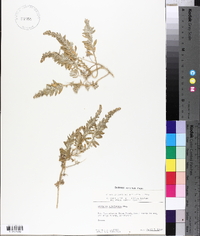 Atriplex californica image