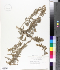 Atriplex lentiformis image