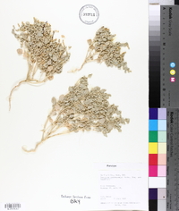 Atriplex asterocarpa image