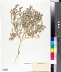 Atriplex argentea image