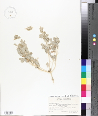 Atriplex argentea image