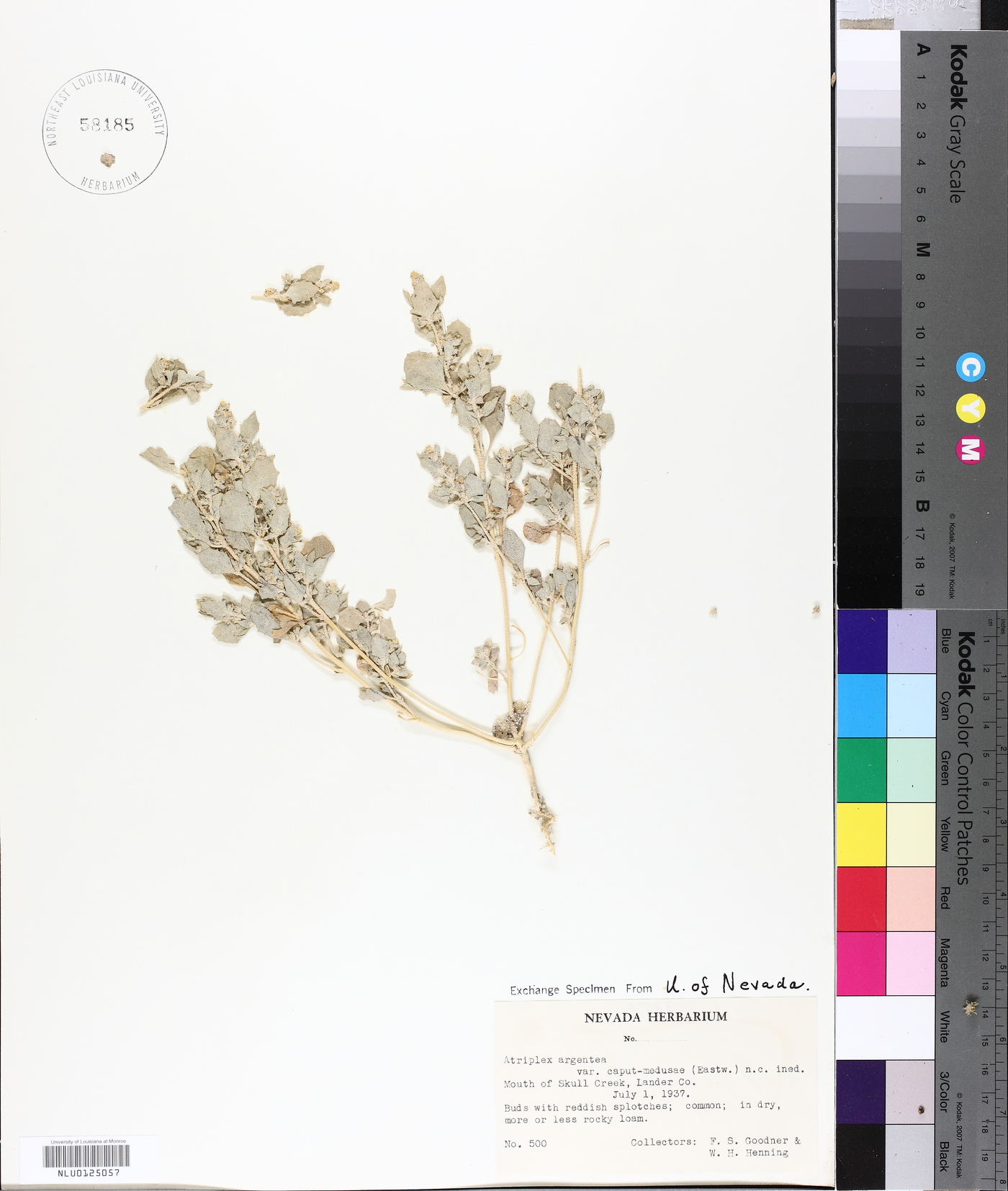 Atriplex argentea var. caput-medusae image