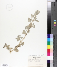 Atriplex argentea image