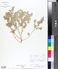 Atriplex argentea image