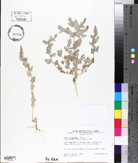 Atriplex argentea var. mohavensis image