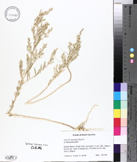 Atriplex arenaria image