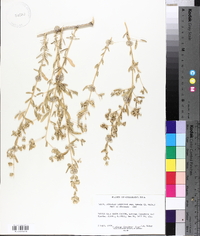 Atriplex canescens subsp. aptera image
