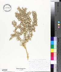 Atriplex canescens var. linearis image