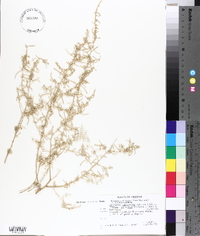 Atriplex canescens var. linearis image