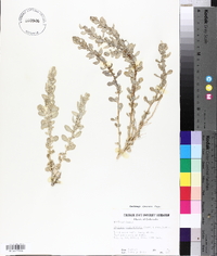 Atriplex confertifolia image