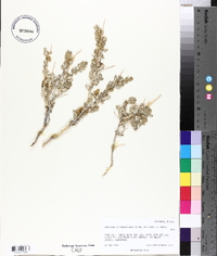 Atriplex confertifolia image