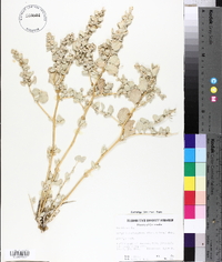 Atriplex confertifolia image