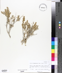 Atriplex confertifolia image