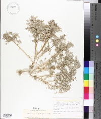 Atriplex confertifolia image