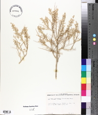 Atriplex confertifolia image